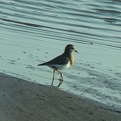 Charadrius modestus