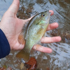 Lepomis auritus