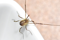 Oligolophinae
