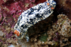 Hypselodoris saintvincentius