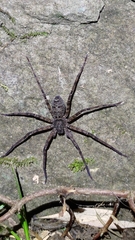 Heteropoda venatoria