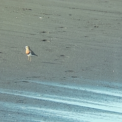 Charadrius modestus