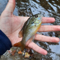 Lepomis auritus