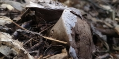 Lycoperdon excipuliforme