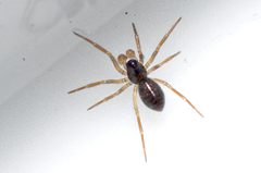 Linyphiidae