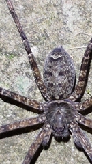 Heteropoda venatoria