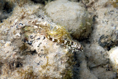 Bovichtus angustifrons