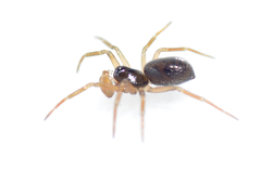 Linyphiidae