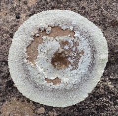 Protoparmeliopsis muralis