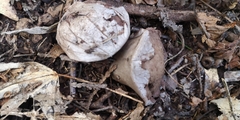 Lycoperdon excipuliforme