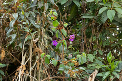 Tibouchina