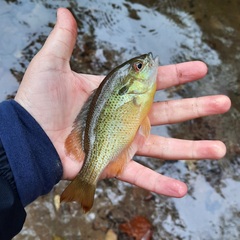 Lepomis auritus