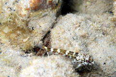 Bovichtus angustifrons
