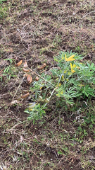 Lupinus arboreus