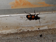 Panagaeus crucigerus