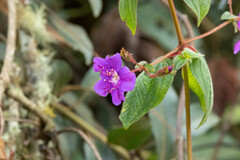 Tibouchina