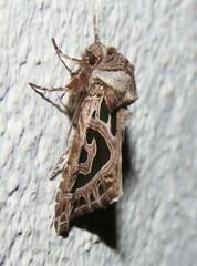 Compsotata elegantissima