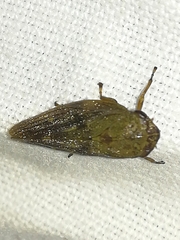 Aphrophora major