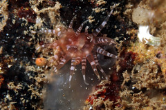 Actiniidae