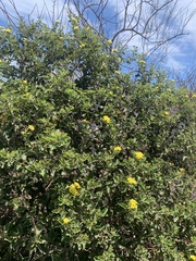 Cordia lutea