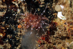 Actiniidae
