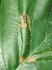 Phyllonorycter froelichiella