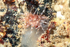 Actiniidae