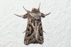 Compsotata elegantissima