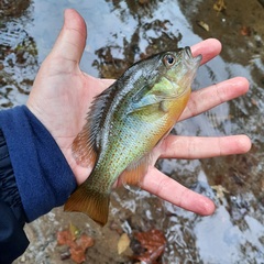 Lepomis auritus