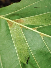 Phyllonorycter froelichiella