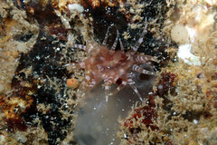 Actiniidae