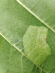Phyllonorycter froelichiella