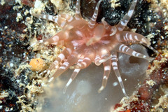 Actiniidae