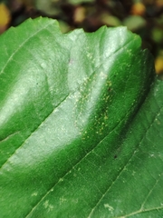 Phyllonorycter froelichiella