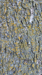 Candelariaceae