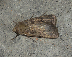 Agrotis trux