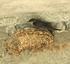 Ptyonoprogne concolor