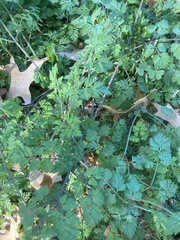 Chaerophyllum procumbens