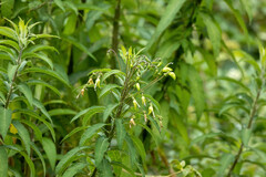 Siphocampylus matthiaei