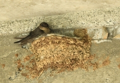 Ptyonoprogne concolor