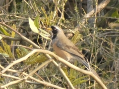 Saltatricula multicolor