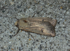 Agrotis trux