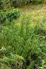 Siphocampylus matthiaei