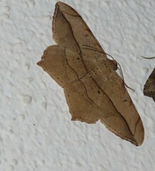 Chiasmia simplicilinea