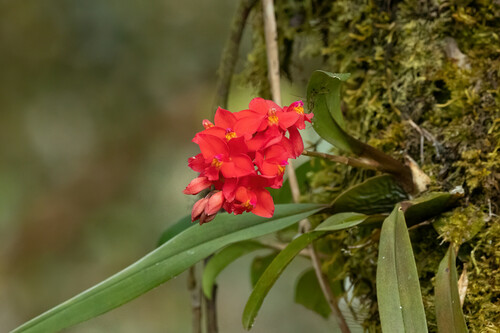 Oncidium noezlianum, photograph 5