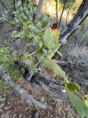 Ceanothus spinosus