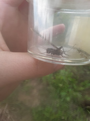 Allonemobius fasciatus