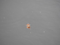 Libytheana carinenta mexicana