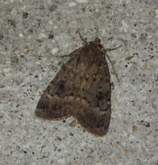 Amphipyra pyramidea