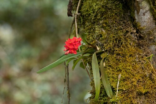 Oncidium noezlianum, photograph 6